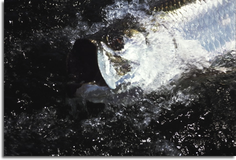 Fly Fishing for Tarpon